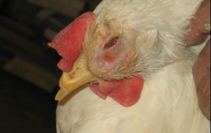 الدجاج: التهاب الفم في الدجاج
