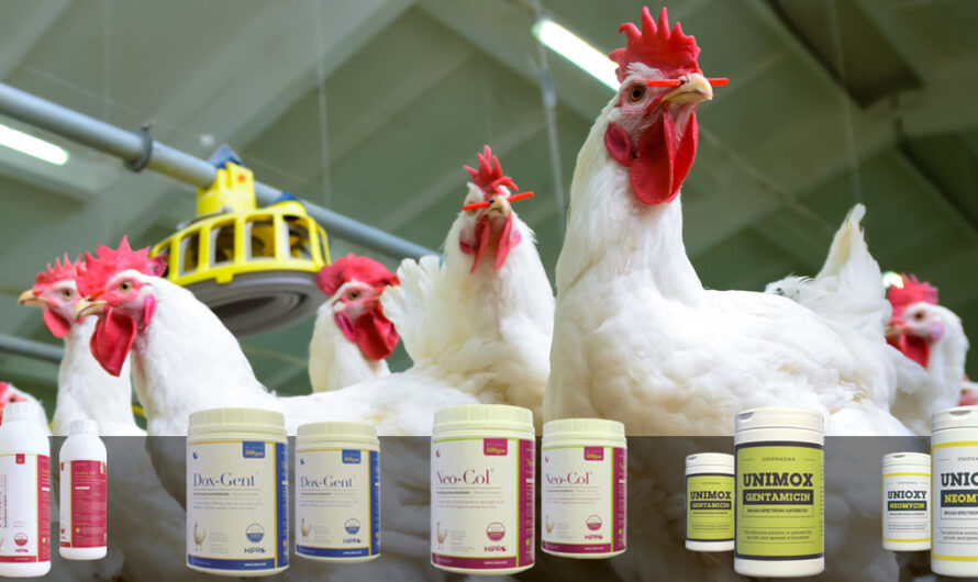 الدجاج: المضادات الحيوية للدجاج