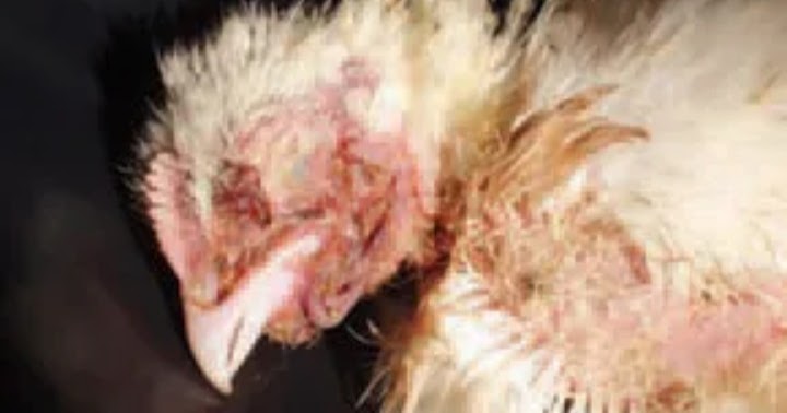 الدجاج: المكورات العنقودية في الدجاج