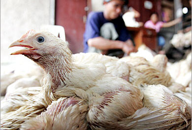 الدجاج: الوقاية من داء الباستريلا ومكافحته