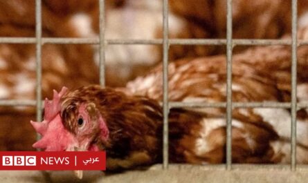 الدجاج : انفلونزا الطيور