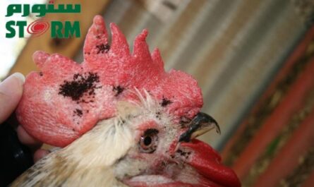 الدجاج: براغيث الدجاج.  ما مدى خطورتها على الطيور؟