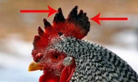 الدجاج: تحول المشط إلى اللون الأزرق في الدجاج: ماذا تفعل وكيف نعالج؟
