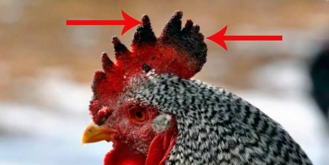 الدجاج: تحول المشط إلى اللون الأزرق في الدجاج: ماذا تفعل وكيف نعالج؟