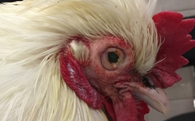 الدجاج: دجاج الهيموفيليا