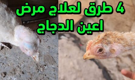 الدجاج: عث الدجاج وكيفية التخلص منه