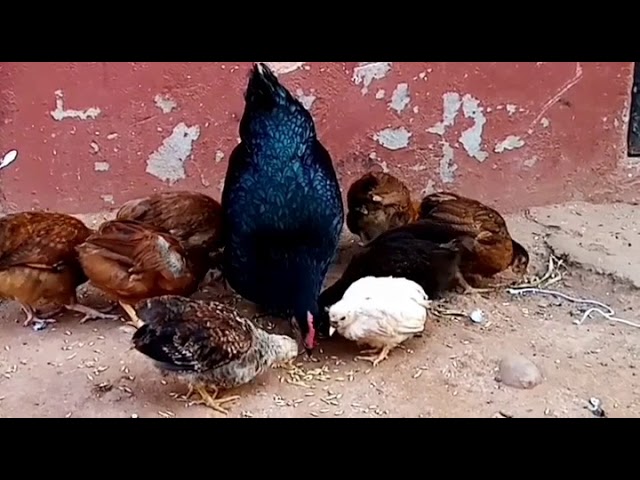 الدجاج: علاج التهاب المعدة والأمعاء في الدجاج