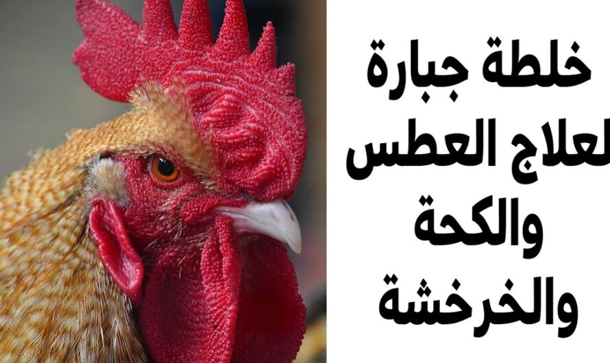 الدجاج: علاج السعال للدجاج