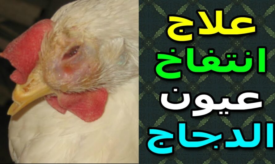 الدجاج: عيون الدجاج منتفخة: الأسباب والعلاج