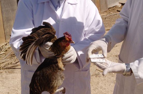 الدجاج: كيفية الوقاية من الأمراض في الدجاج