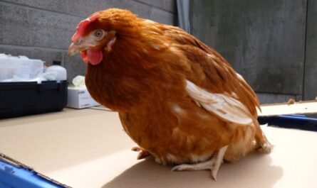 الدجاج: مرض الدجاج "تضخم الغدة الدرقية المبيضات"