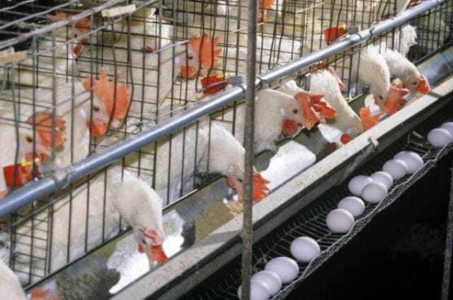 الدجاج: مستحضرات بيطرية للدجاج