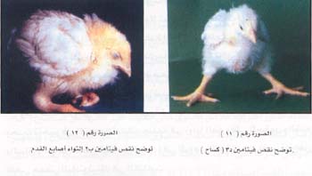الدجاج: نقص فيتامين ب1 في الدجاج