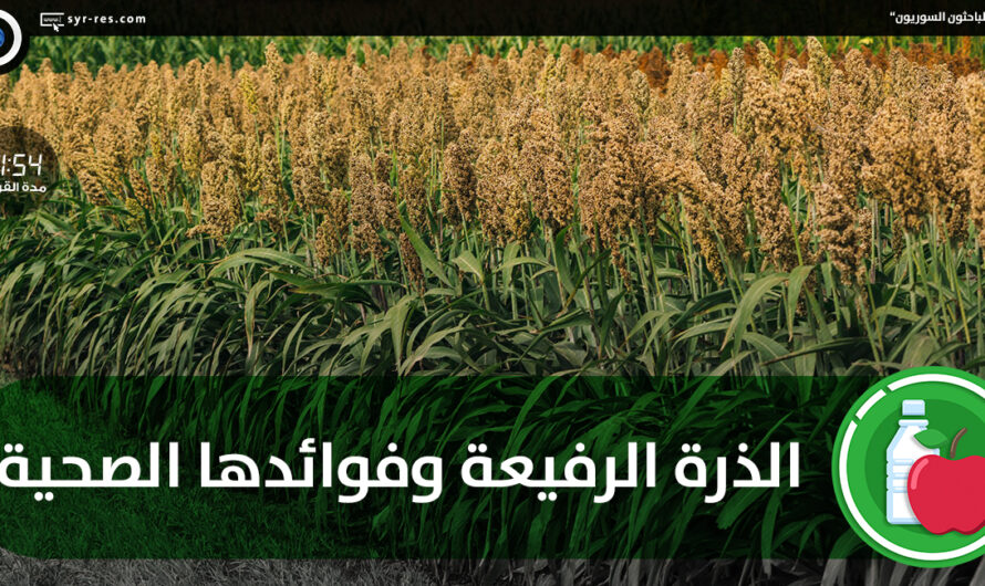 الذرة الرفيعة: فوائد هذه الحبوب لصحة الإنسان