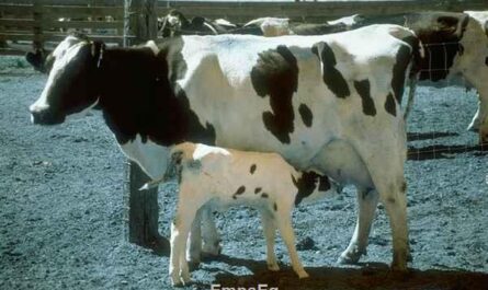 الركود بعد الولادة في الأبقار
