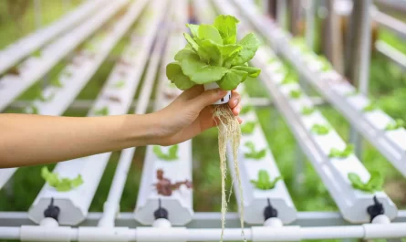 الزراعة المائية محلية الصنع: كيف تعمل + كيفية صنع نبات ينمو