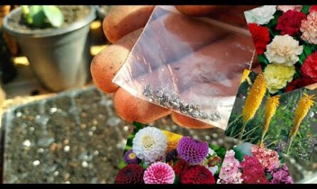 الزهور الآسيوية والشجيرات المزهرة (بالصور) زراعة ورعاية وزراعة