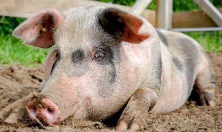 السلالات الرئيسية للخنازير للتربية
