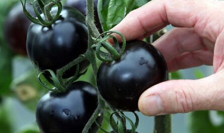 الطماطم السوداء: أفضل أنواع وهجينة الطماطم السوداء للزراعة في الدفيئة