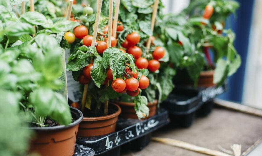 الطماطم على الشرفة تنمو خطوة بخطوة