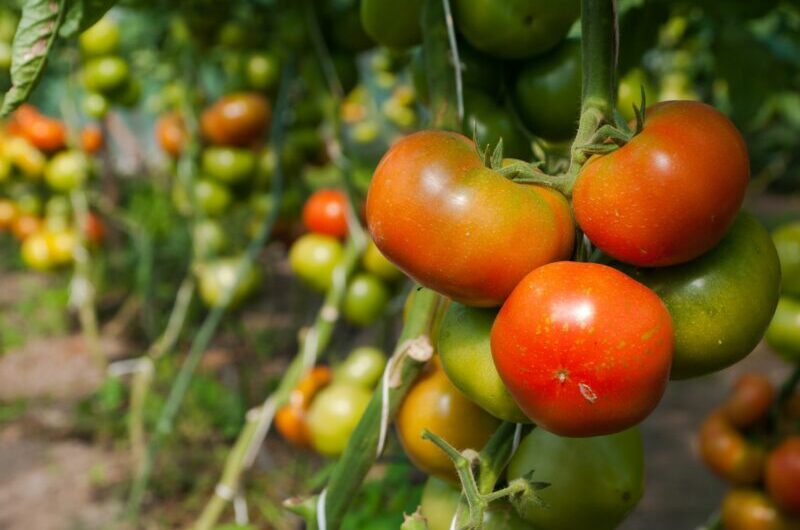 الطماطم: كيف يمكن أن يؤثر المناخ على الإنتاج
