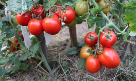 الطماطم "ليوباشا": وصف وإنتاجية الصنف