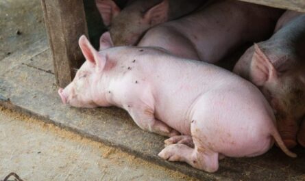 العمر المتوقع للخنازير من سلالات مختلفة