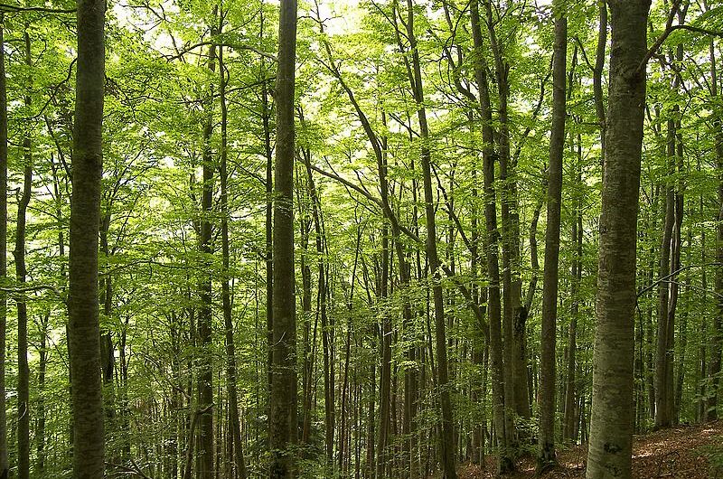 الغابات: المفهوم والأهمية