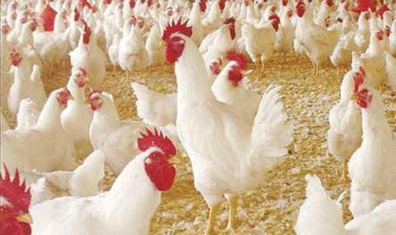 الفيتامينات للدجاج: الأنواع والاختيارات