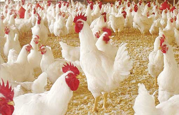 الفيتامينات للدجاج: الأنواع والاختيارات
