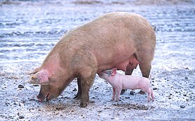 المناخ المحلي وإنتاجية الخنازير