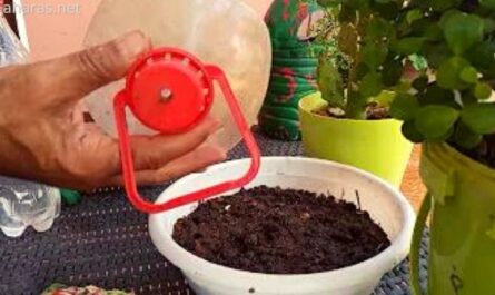 الورق بدلاً من التربة: طريقة غريبة لزراعة شتلات الطماطم بدون تربة