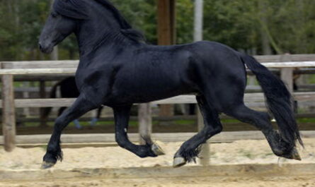 بدلة الحصان الأسود