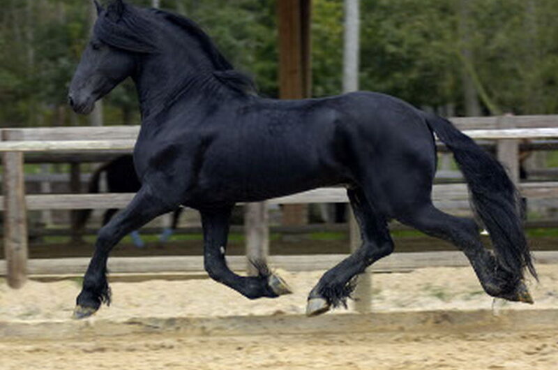 بدلة الحصان الأسود