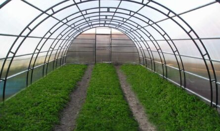 تجهيز صوبة بولي كربونات في الربيع لزراعة الطماطم