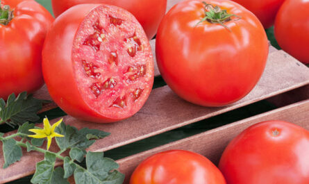 تحت الحماية الجيدة: كيفية تخفيف واستخدام محلول حمض البوريك بشكل صحيح لرش الطماطم