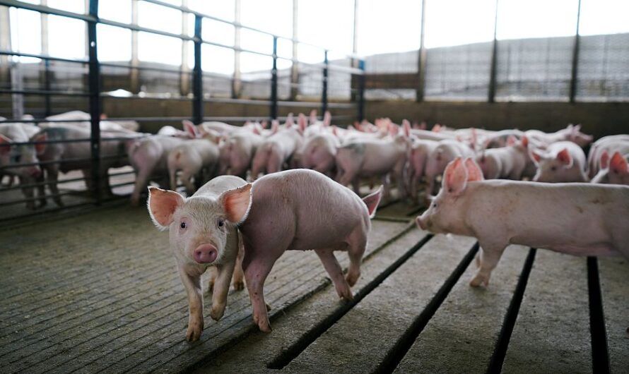 تربية الخنازير الفيتنامية كعمل تجاري