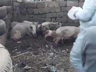 تربية الخنازير بدون شفط