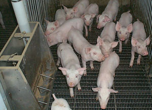 تربية الخنازير كعمل تجاري