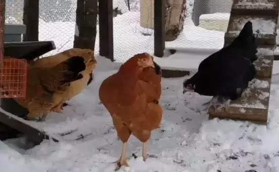 تربية الدجاج في الشتاء