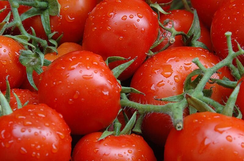 تعتبر طماطم ألسو واحدة من أفضل الطماطم في الاختيار الروسي
