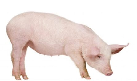 تغذية الخنازير الشهرية