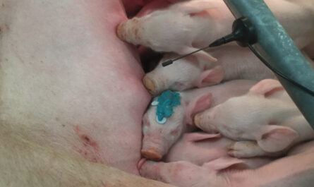 تغذية وتربية الخنازير الرضيعة