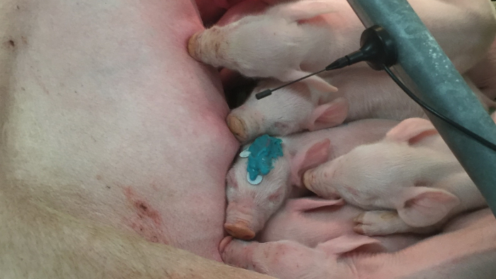 تغذية وتربية الخنازير الرضيعة