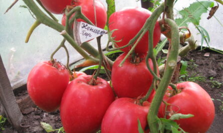 توصيات البستانيين ذوي الخبرة لإعداد الأرض لشتلات الطماطم