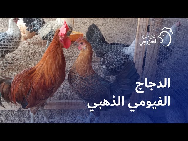 تولد الدجاج الفيرومي المصري
