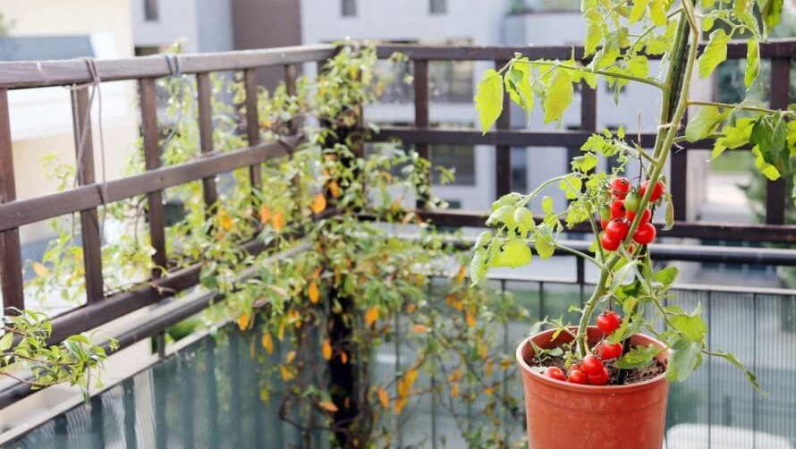حديقة صغيرة في شقة حقيقية، وكيفية زراعة وزراعة الطماطم على الشرفة