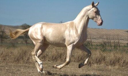 حصان إيزابيلا