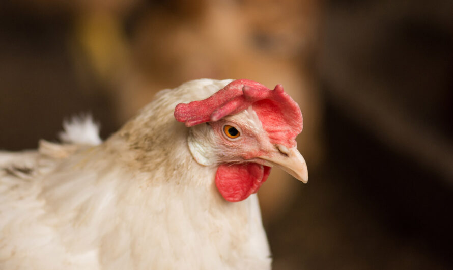 حضانة الدجاج اللاحم: ميزات العملية