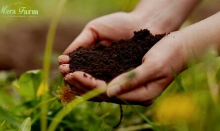 خصوبة التربة: أهميتها للزراعة